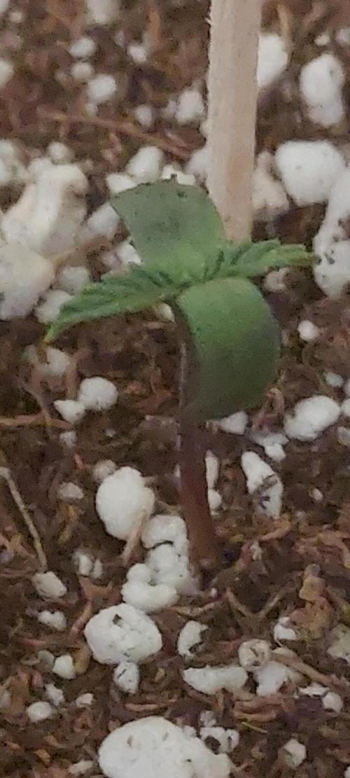 Apple Strudel Auto. Week 0 - day 7