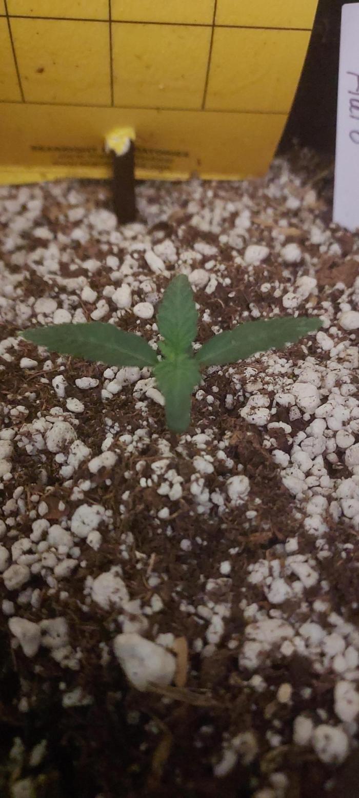 Apple Strudel Auto. Week 1 - day 14