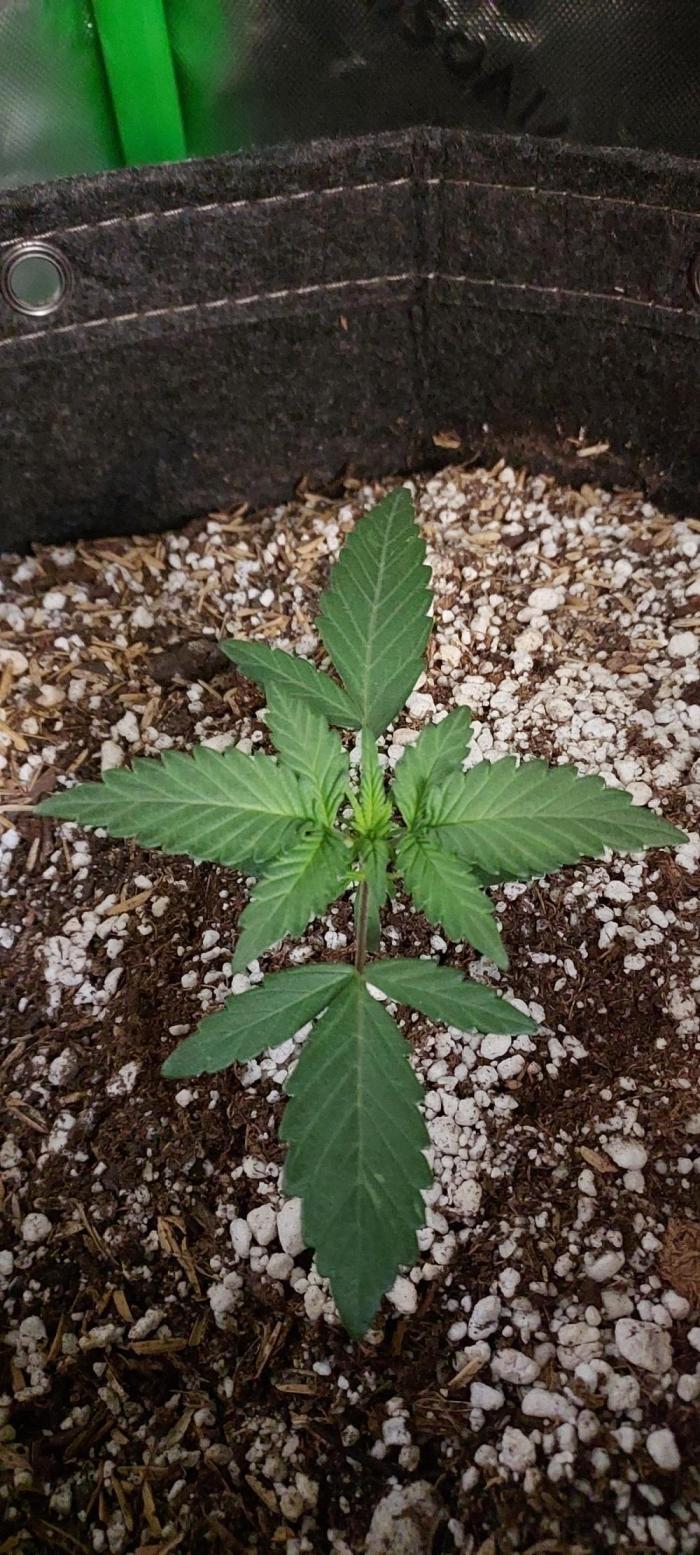 Apple Strudel Auto. Week 2 - DAY 14