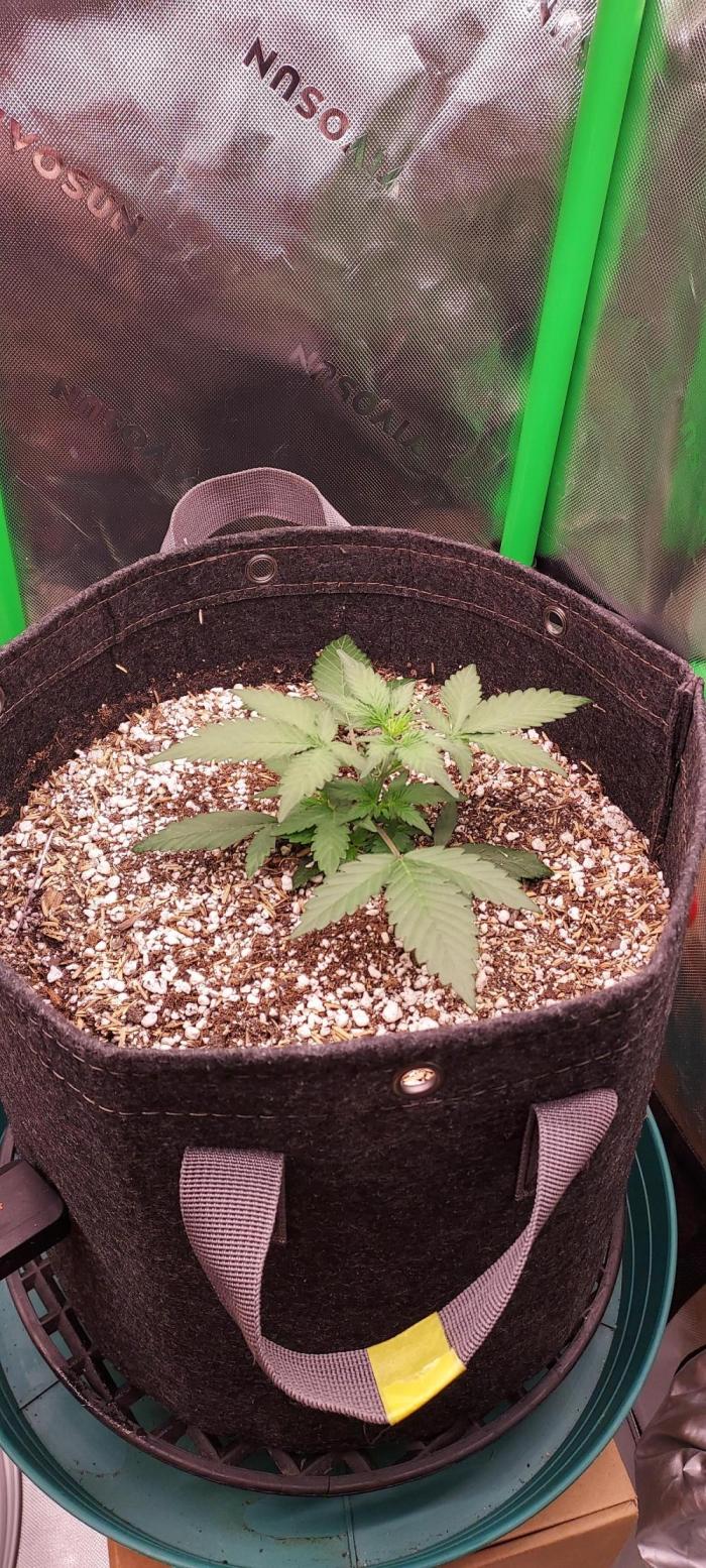 APPLE STRUDEL AUTO. Week 3 - DAY 28 FROM PLANTED SEED
