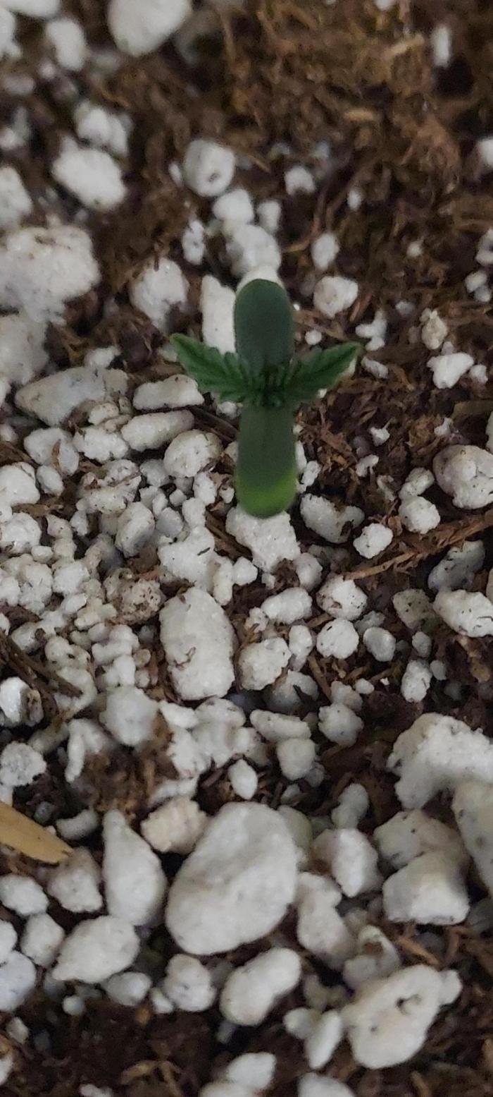 GORILLQA COOKIES AUTO. Week 0 - DAY 7