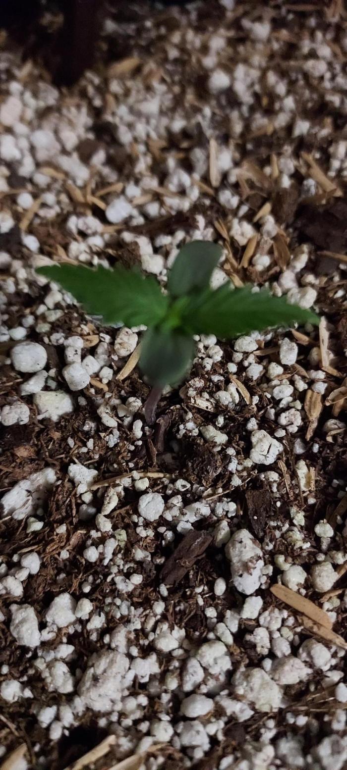 GORILLA ZKITTLEZ AUTO. Week 0 - DAY 7