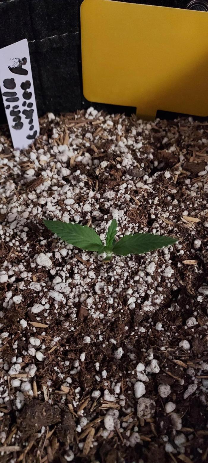 GORILLA COOKIES AUTO. Week 1 - DAY 14