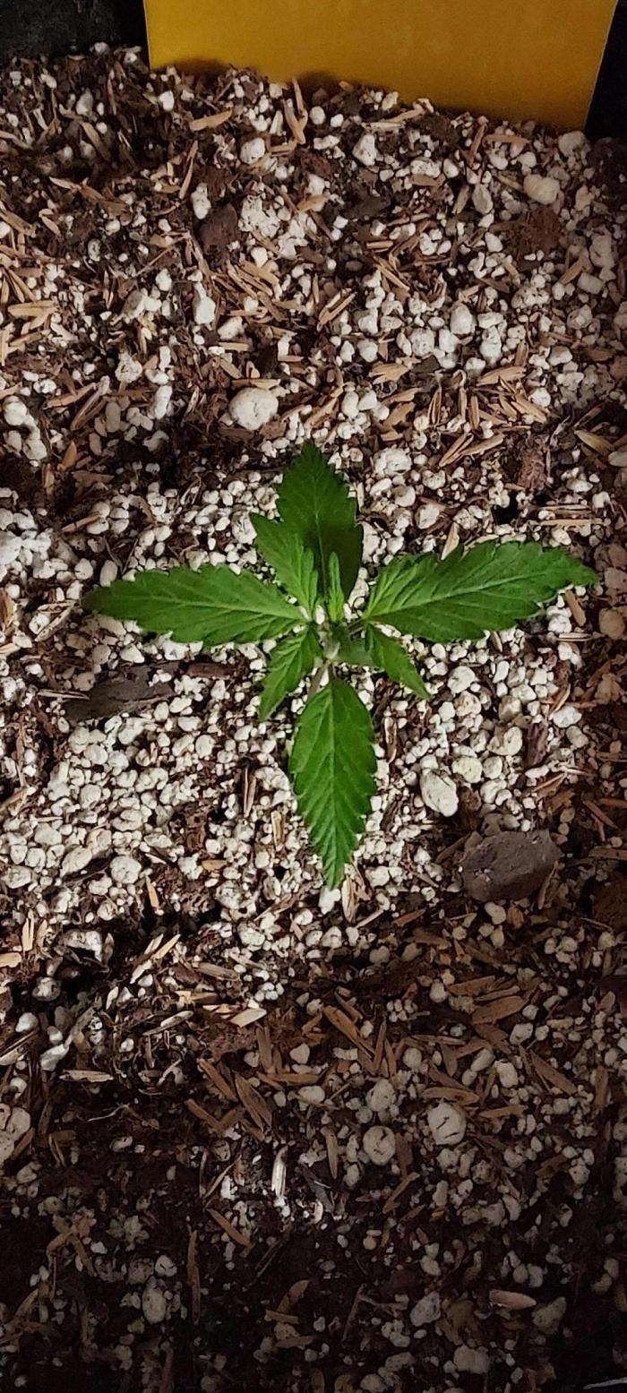 GORILLA ZKITTLEZ AUTO. Week 1 - DAY 14 FROM SEED
