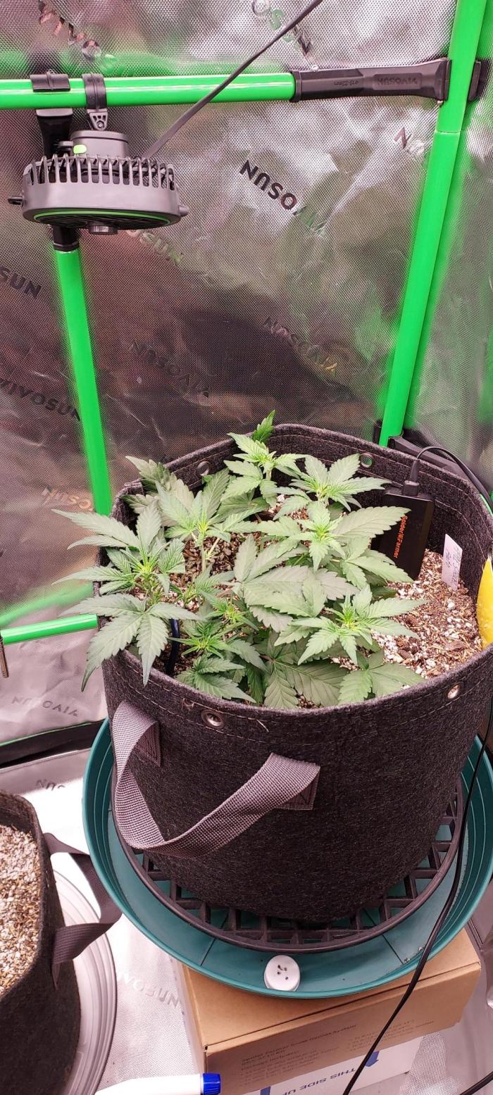 APPLE STRUDEL AUTO. Week 4 - DAY 35 FROM GERMINATED SEED