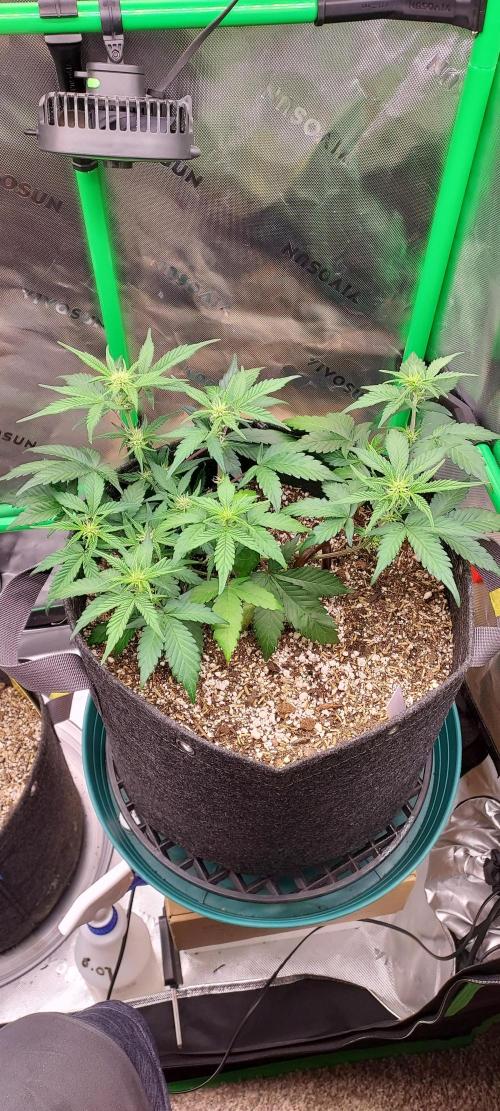 APPLE STRUDEL AUTO. Week 5 - DAY 42