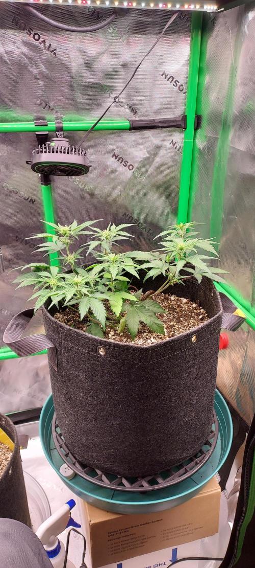 APPLE STRUDEL AUTO. Week 5 - DAY 42