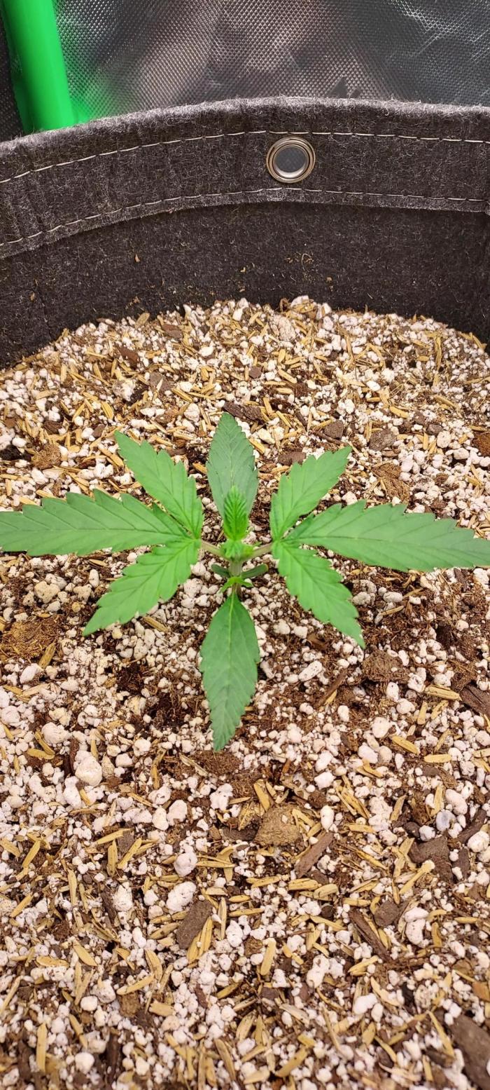 GORILLA COOKIES AUTO. Week 2 - DAY 21