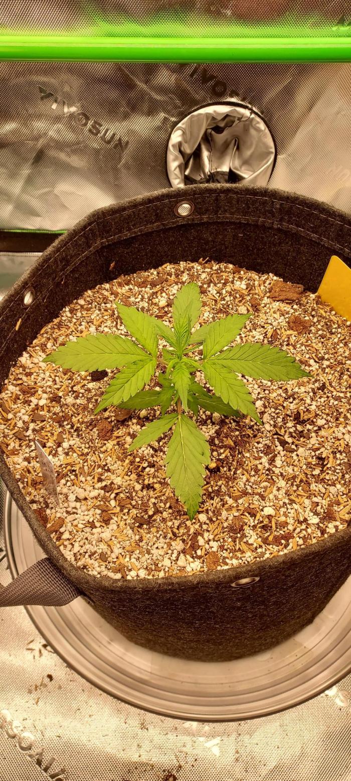 GORILLA ZKITTLEZ AUTO. Week 2 - DAY 21