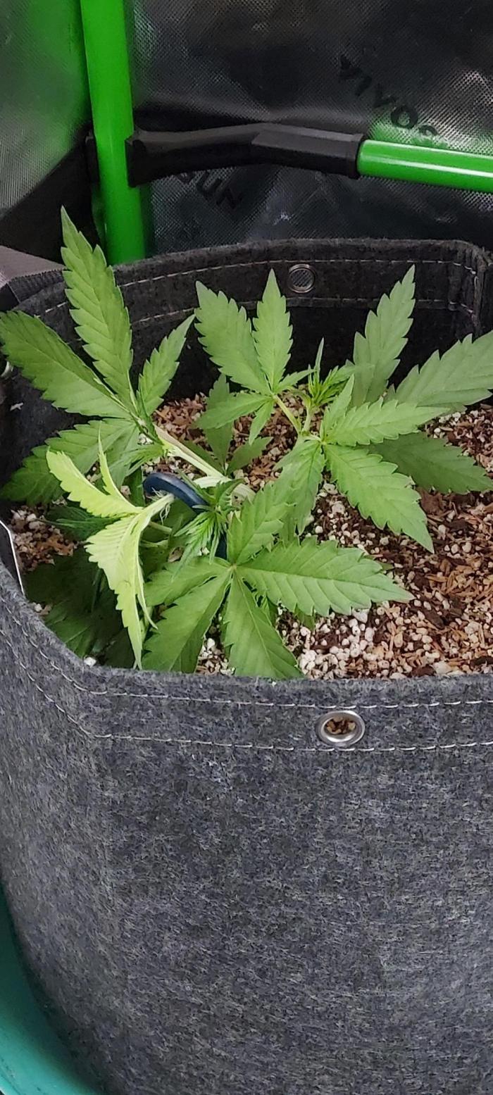 GORILLA COOKIES AUTO. Week 3 - DAY 28 FROM SEED