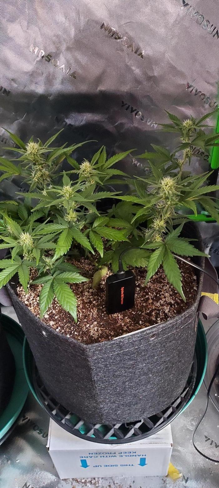 APPLE STRUDEL AUTO. Week 6 - DAY 49 FROM SEED