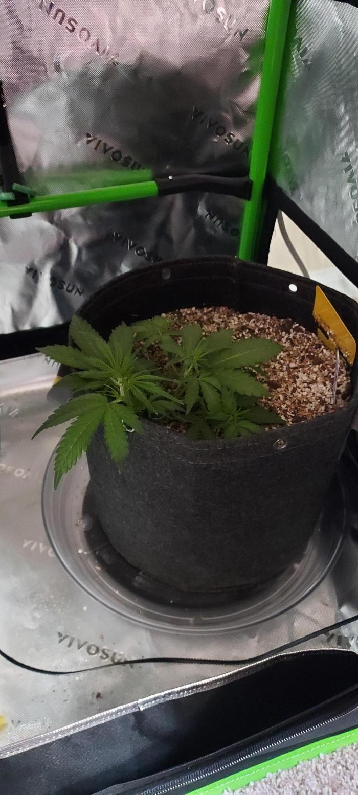 GORILLA ZKITTLEZ AUTO. Week 3 - DAY 28 FROM SEED