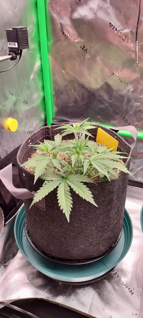 GORILLA COOKIES AUTO. Week 4 - DAY 35 FROM SEED