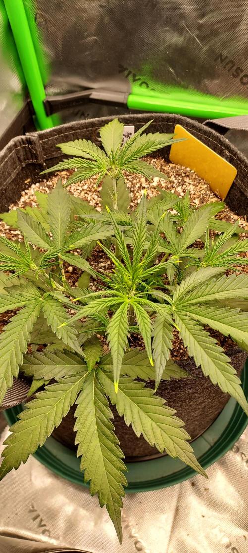 GORILLA COOKIES AUTO. Week 4 - DAY 35 FROM SEED