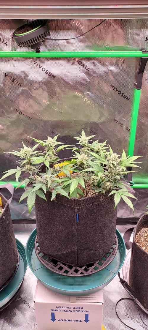 APPLE STRUDEL AUTO. Week 7 - DAY 56 FROM SEED