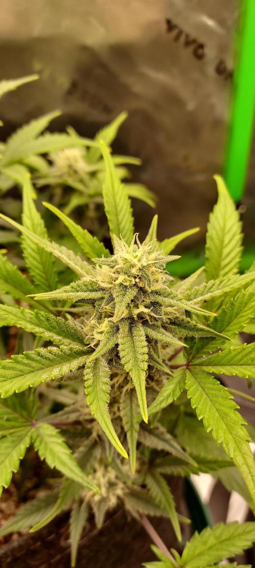 APPLE STRUDEL AUTO. Week 7 - DAY 56 FROM SEED