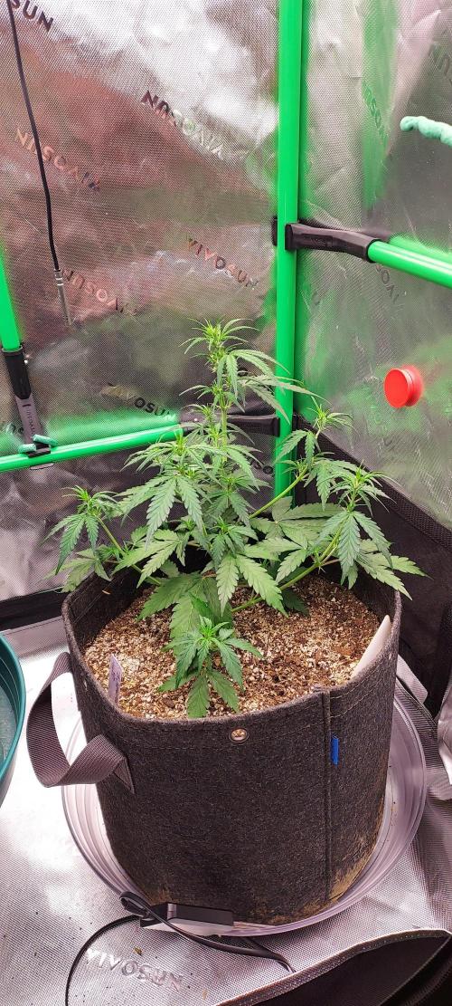 GORILLA ZKITTLEZ AUTO. Week 4 - DAY 35 FROM SEED