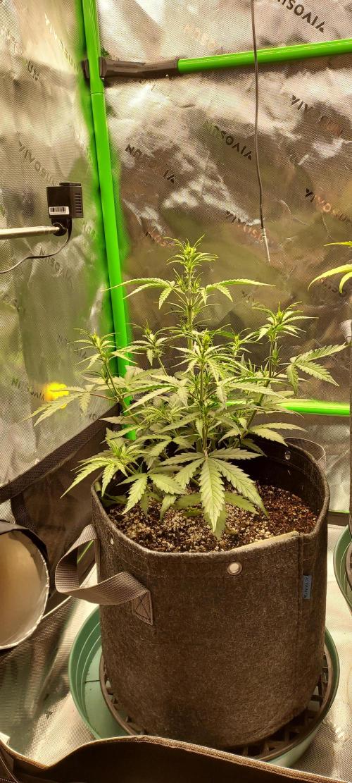 GORILLA COOKIES AUTO. Week 5 - DAY 42 FROM SEED