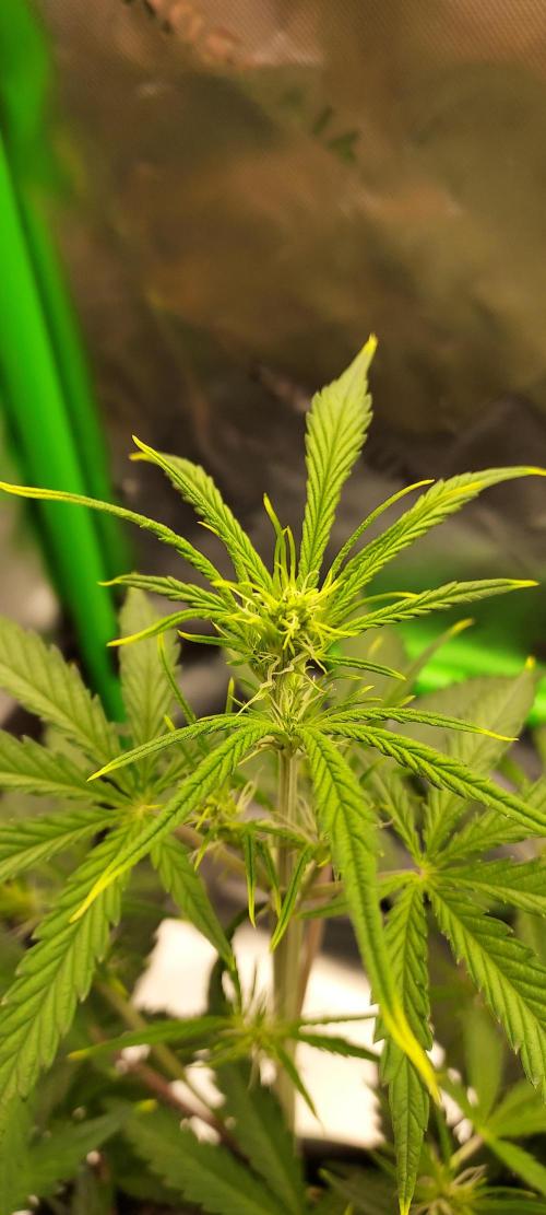 GORILLA COOKIES AUTO. Week 5 - DAY 42 FROM SEED