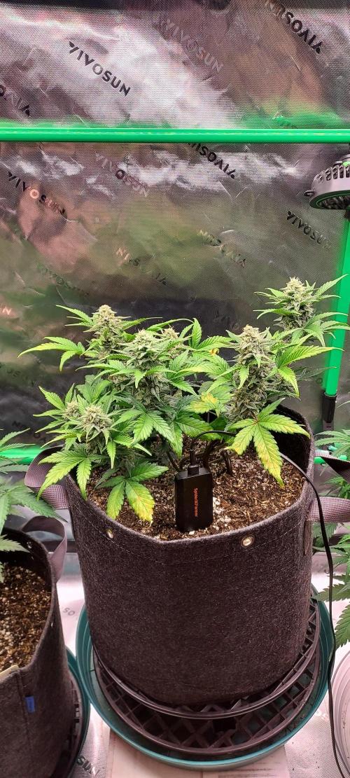 APPLE STRUDEL AUTO. Week 8 - DAY 63 FROM SEED