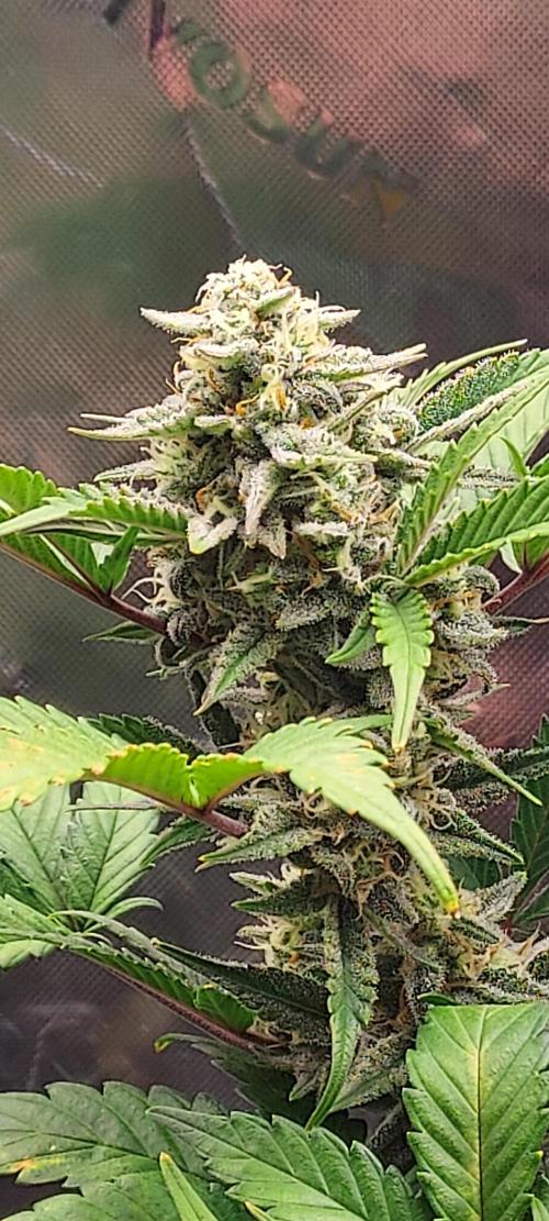 APPLE STRUDEL AUTO. Week 8 - DAY 63 FROM SEED