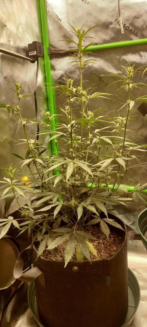 GORILLA COOKIES AUTO. Week 6 - DAY 49 FROM GERMINATED SEED