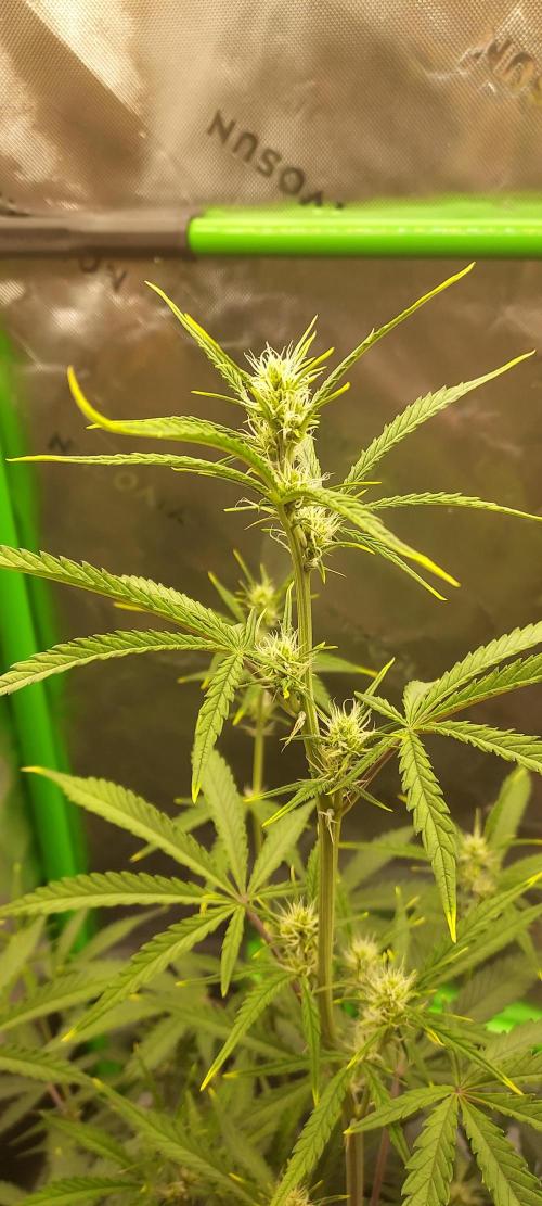 GORILLA COOKIES AUTO. Week 6 - DAY 49 FROM GERMINATED SEED