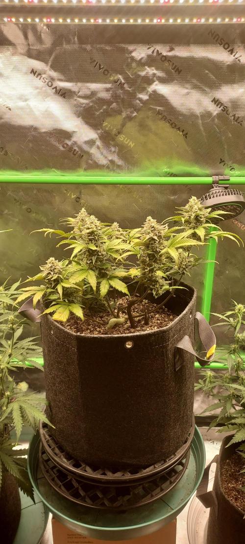 APPLE STRUDEL AUTO. Week 9 - DAY 70 FROM GERMINATED SEED