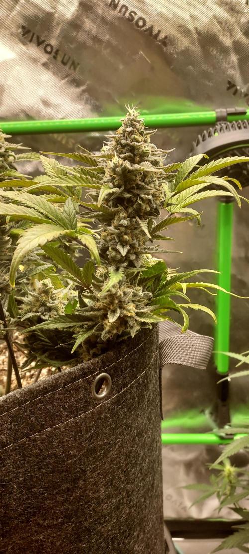 APPLE STRUDEL AUTO. Week 9 - DAY 70 FROM GERMINATED SEED