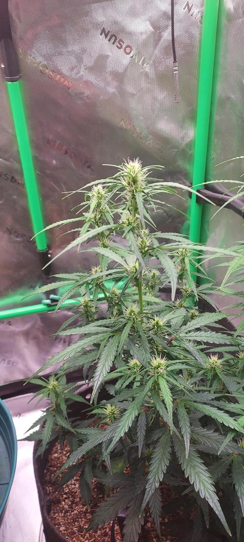 GORILLA ZKITTLEZ AUTO. Week 6 - DAY 49 FROM GERMINATED SEED