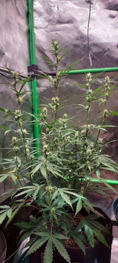 GORILLA COOKIES AUTO. Week 7 - DAY 56 FROM GERMINATED SEED