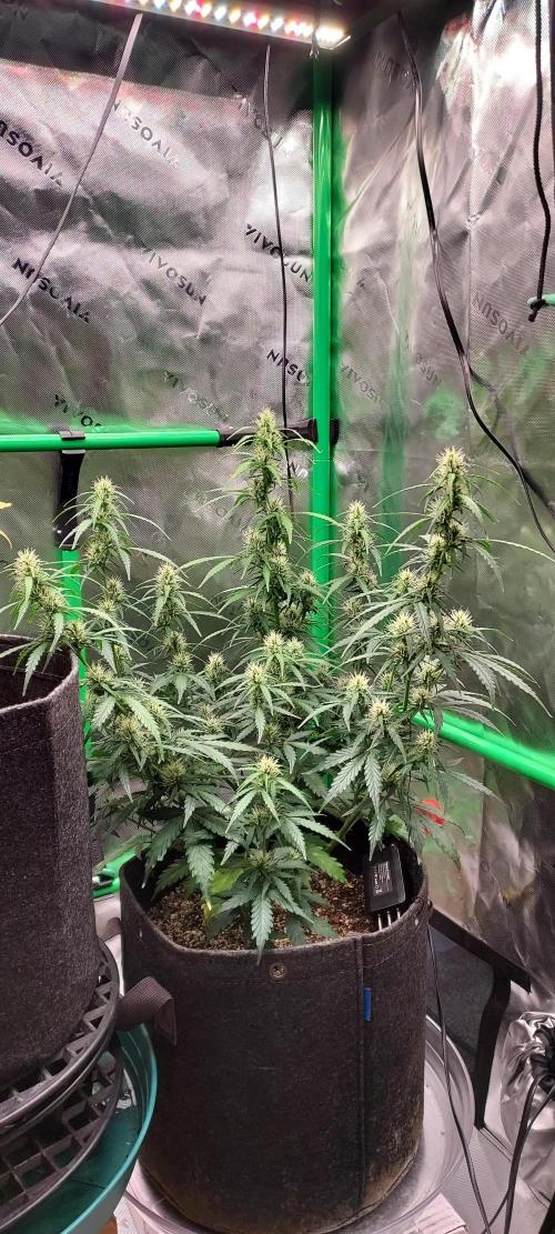 GORILLA ZKITTLEZ AUTO. Week 7 - DAY 56 FROM GERMINATED SEED