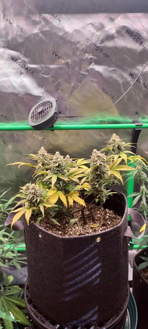 APPLE STRUDEL AUTO. Week 10 - DAY 77 FROM GERMINATED SEED