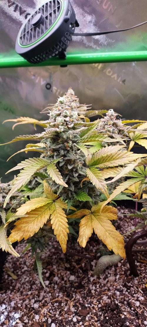 APPLE STRUDEL AUTO. Week 10 - DAY 77 FROM GERMINATED SEED