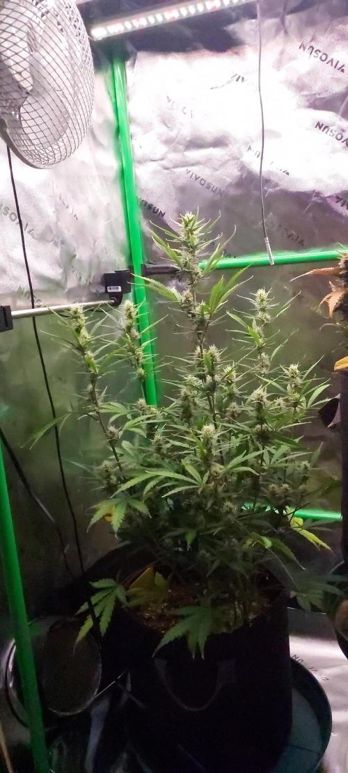GORILLA COOKIES AUTO. Week 8 - DAY 63 FROM GERMINATED SEED
