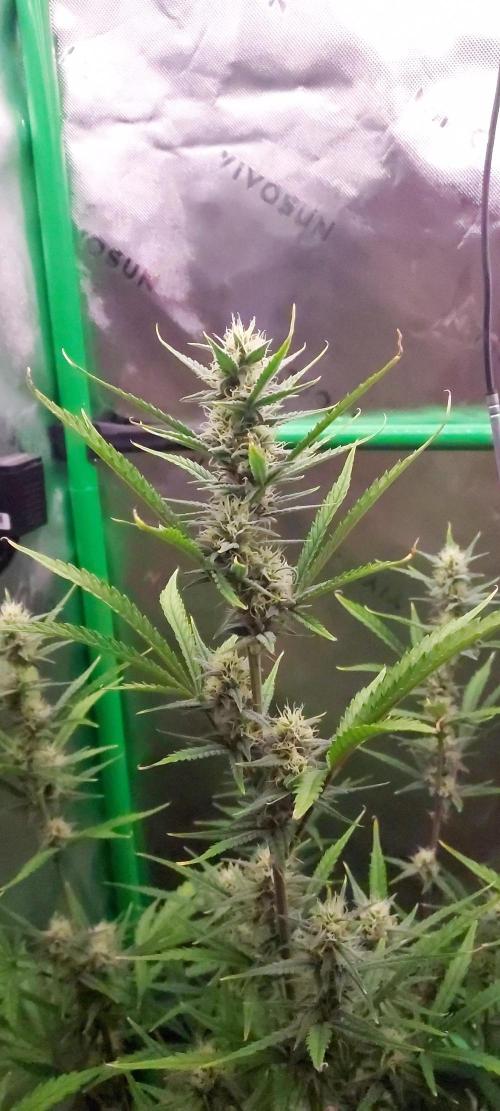 GORILLA COOKIES AUTO. Week 8 - DAY 63 FROM GERMINATED SEED