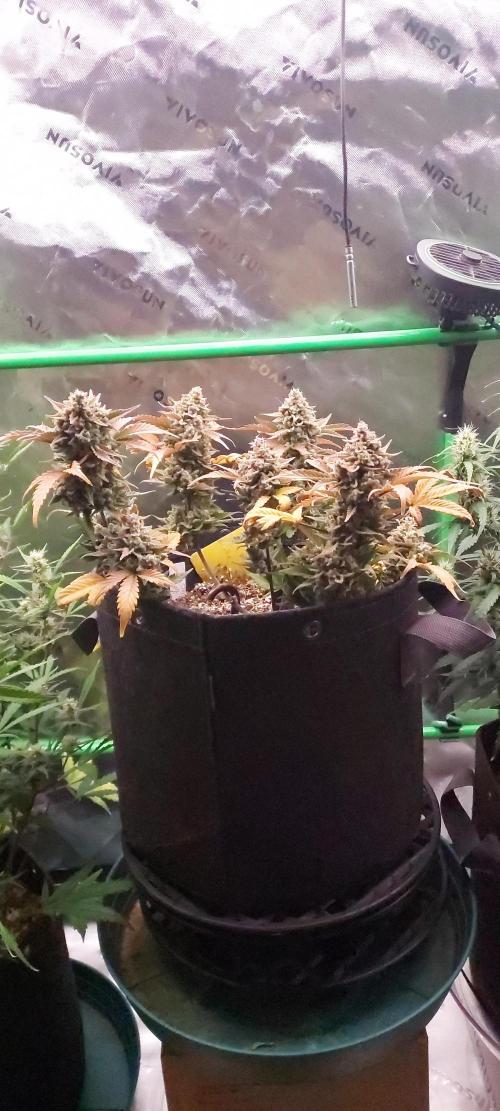 APPLE STRUDEL AUTO. Week 11 - DAY 84 FROM GERMINATED SEED