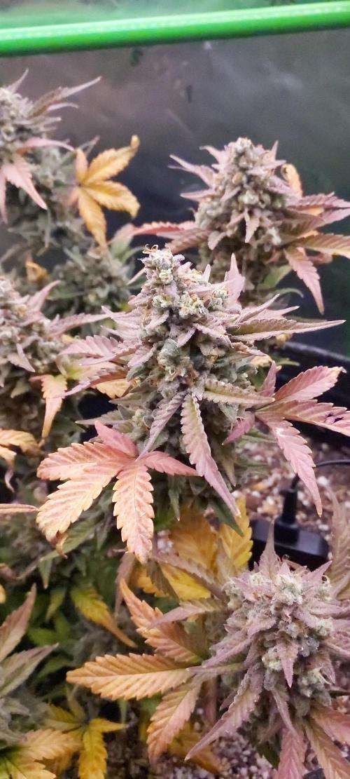 APPLE STRUDEL AUTO. Week 11 - DAY 84 FROM GERMINATED SEED