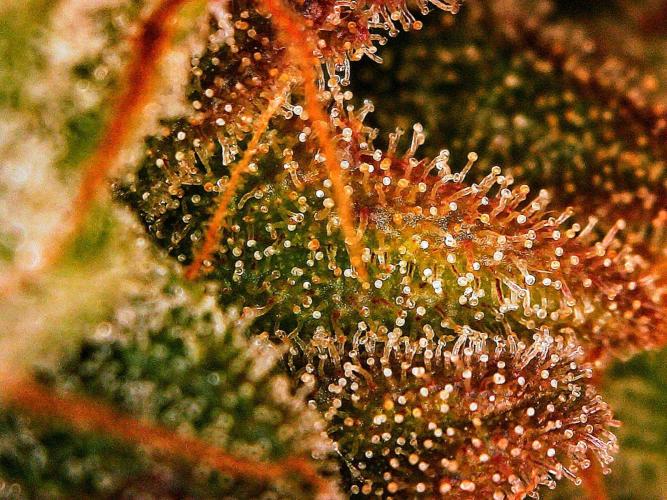 APPLE STRUDEL AUTO. Week 11 - DAY 84 FROM GERMINATED SEED