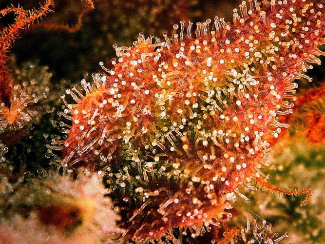 APPLE STRUDEL AUTO. Week 11 - DAY 84 FROM GERMINATED SEED