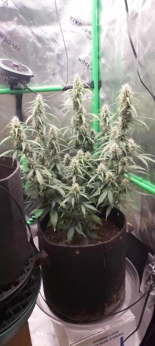 GORILLA ZKITTLEZ AUTO. Week 8 - DAY 63 FROM GERMINATED SEED