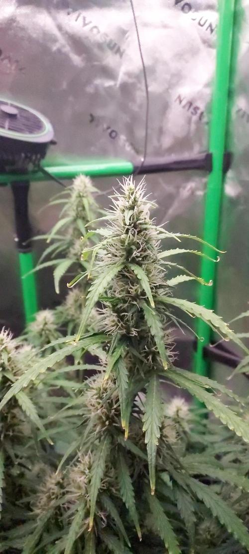 GORILLA ZKITTLEZ AUTO. Week 8 - DAY 63 FROM GERMINATED SEED