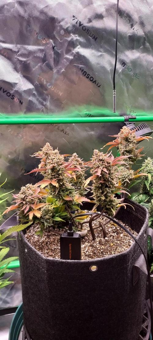 APPLE STRUDEL AUTO. Week 12