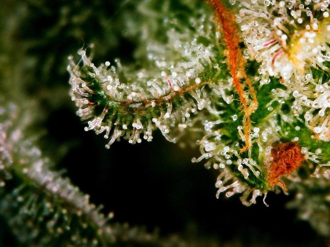 APPLE STRUDEL AUTO. Week 12