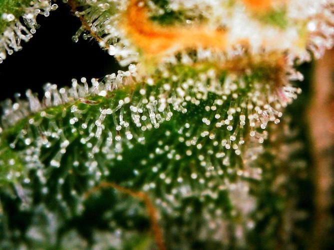 APPLE STRUDEL AUTO. Week 12