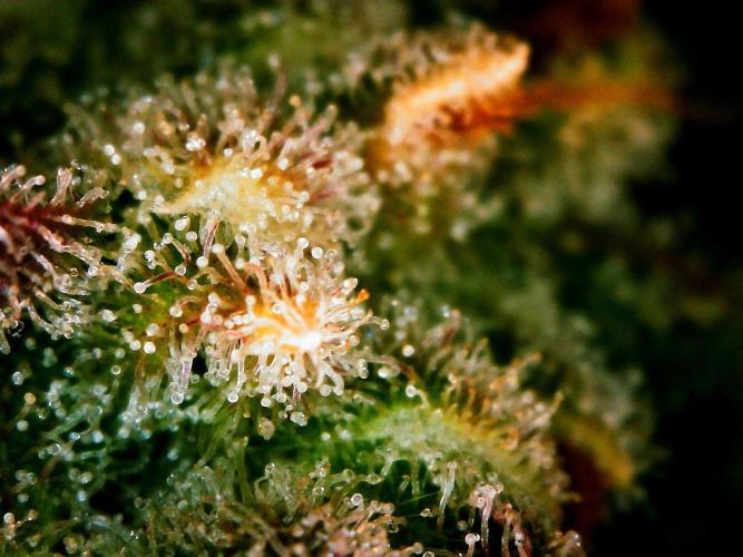 APPLE STRUDEL AUTO. Week 12