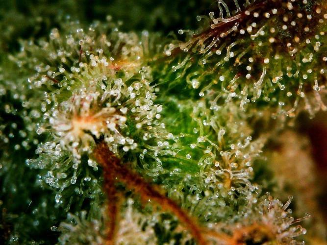 APPLE STRUDEL AUTO. Week 12