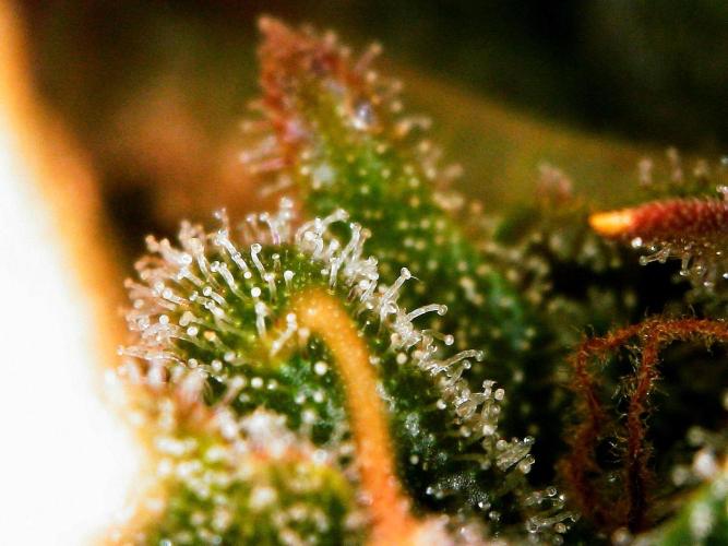 APPLE STRUDEL AUTO. Week 12