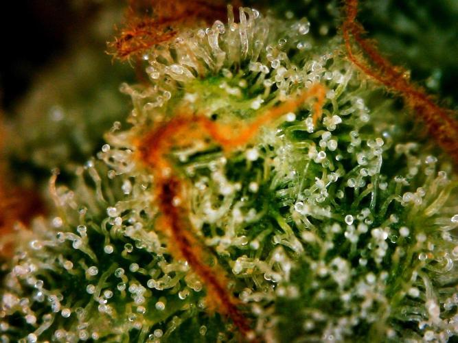 APPLE STRUDEL AUTO. Week 12