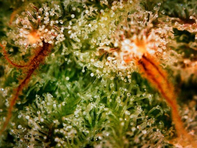 APPLE STRUDEL AUTO. Week 12